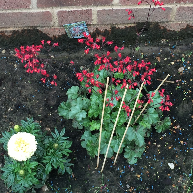 Alumroot Ruby Bells in the GardenTags plant encyclopedia