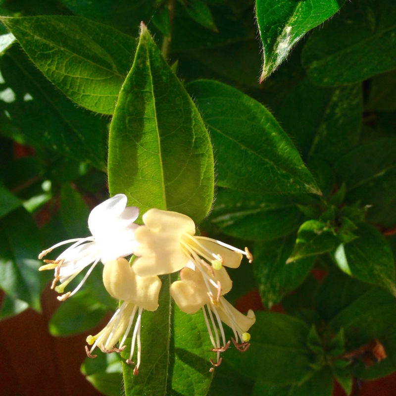 Honeysuckle Halliana in the GardenTags plant encyclopedia