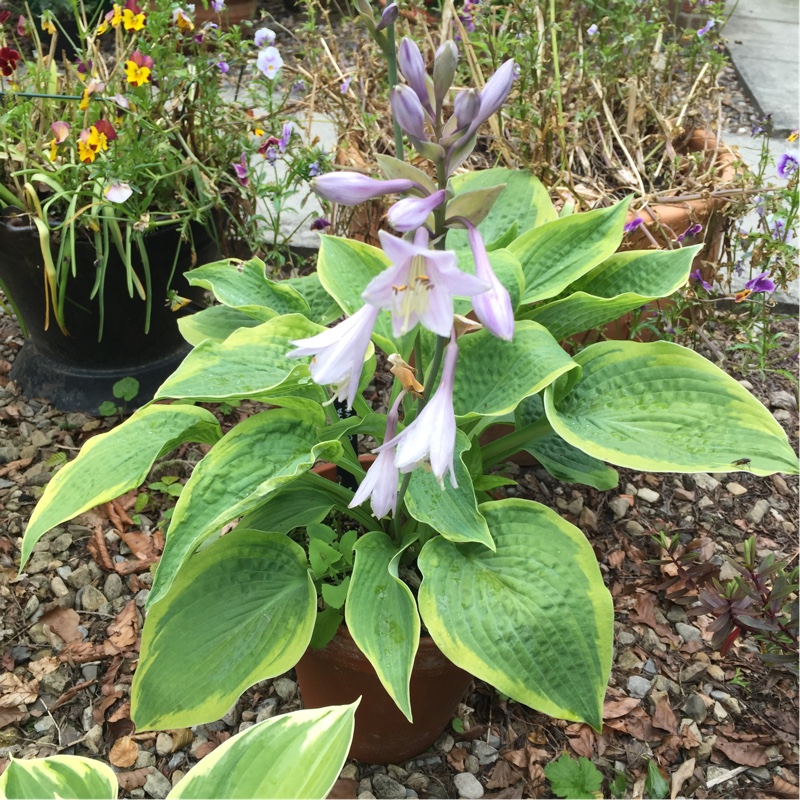 Plantain Lily Carnival in the GardenTags plant encyclopedia