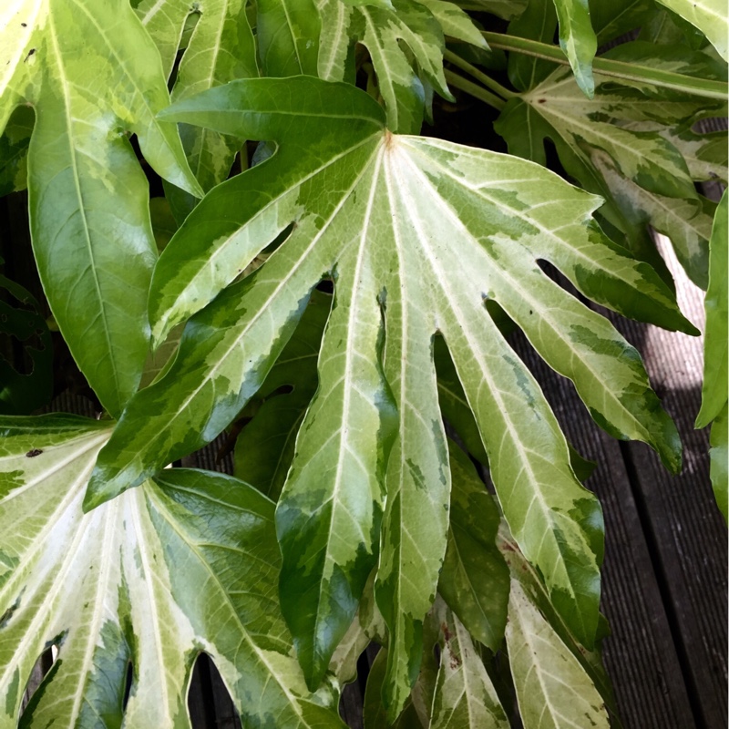 Japanese Aralia Annelise in the GardenTags plant encyclopedia