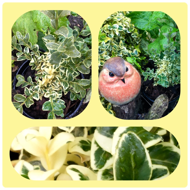 Variegated Box in the GardenTags plant encyclopedia