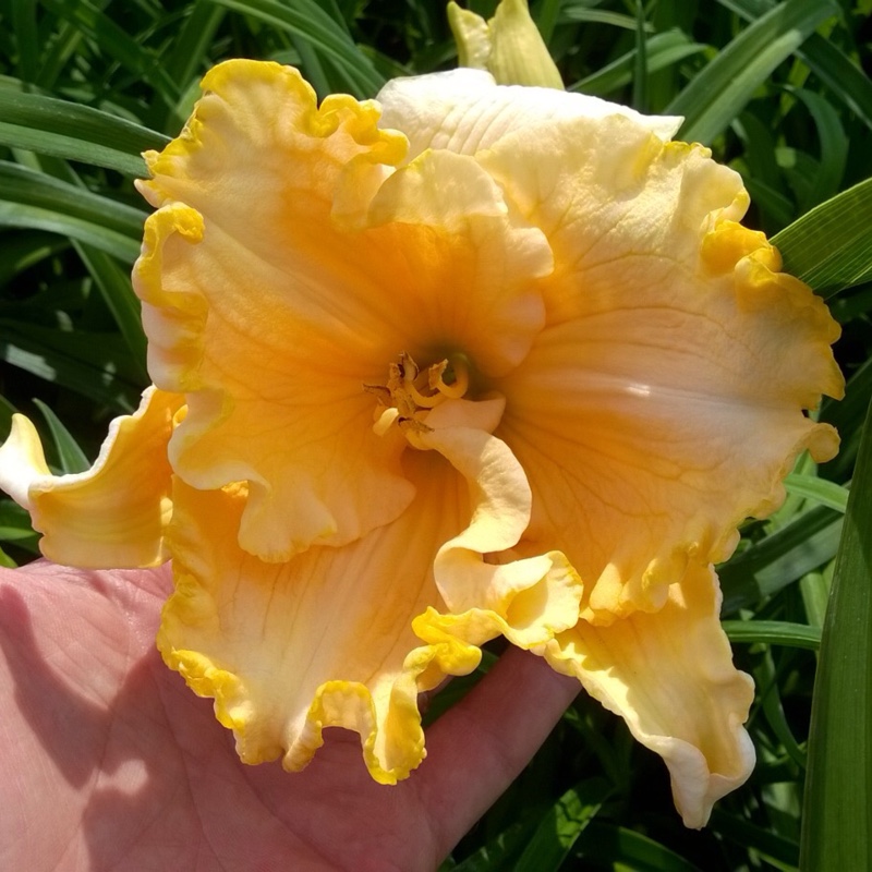 Daylily Finders Keepers in the GardenTags plant encyclopedia