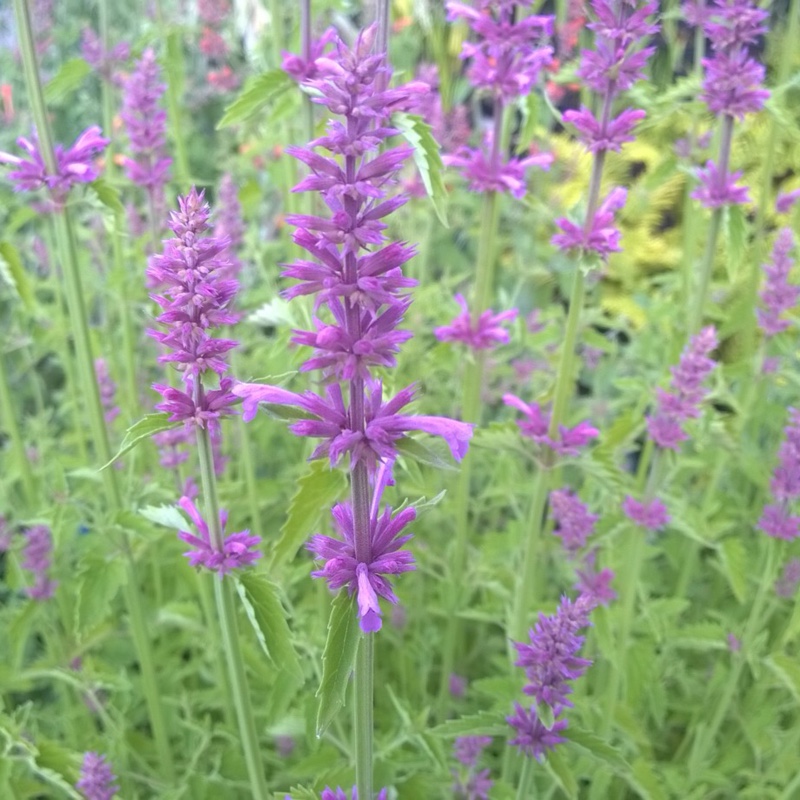 Hyssop Pink Pop in the GardenTags plant encyclopedia