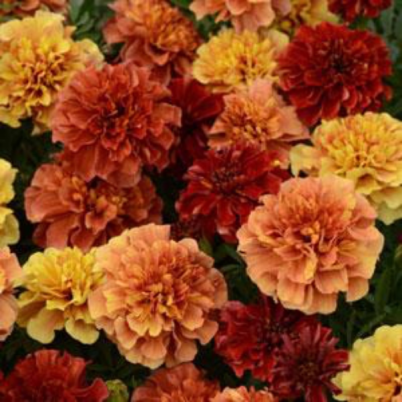 Marigold Strawberry Blonde in the GardenTags plant encyclopedia