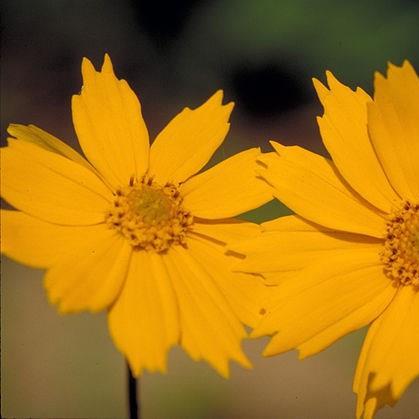 Lobed Tickseed in the GardenTags plant encyclopedia