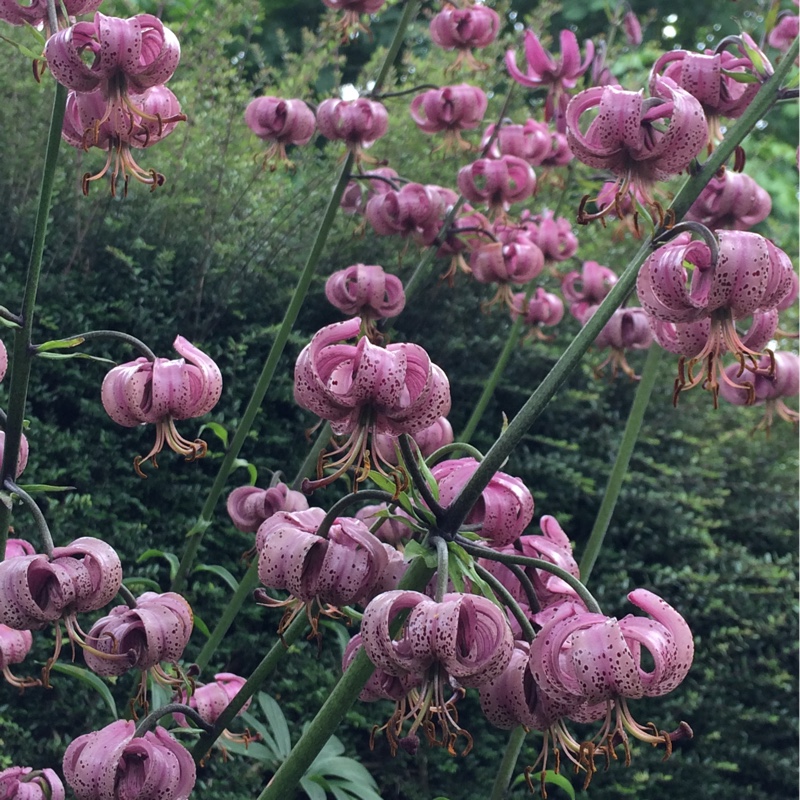 Lily (Species) Turks Cap Lily in the GardenTags plant encyclopedia