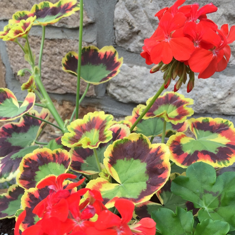 Pelargonium Contrast (Zonal Coloured Variegated) in the GardenTags plant encyclopedia