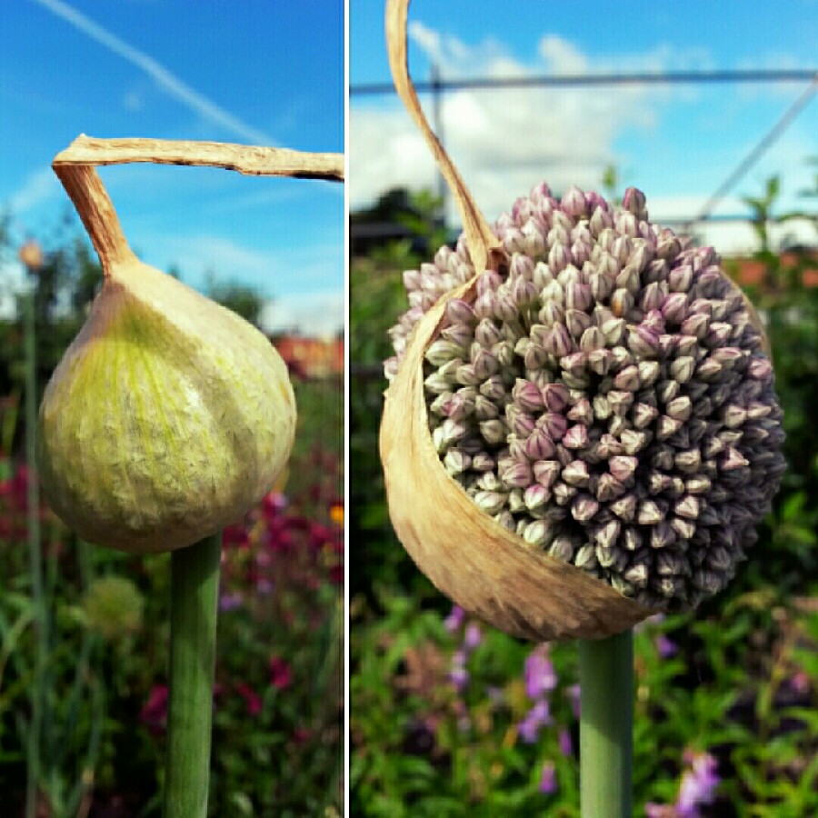 Elephant Garlic in the GardenTags plant encyclopedia