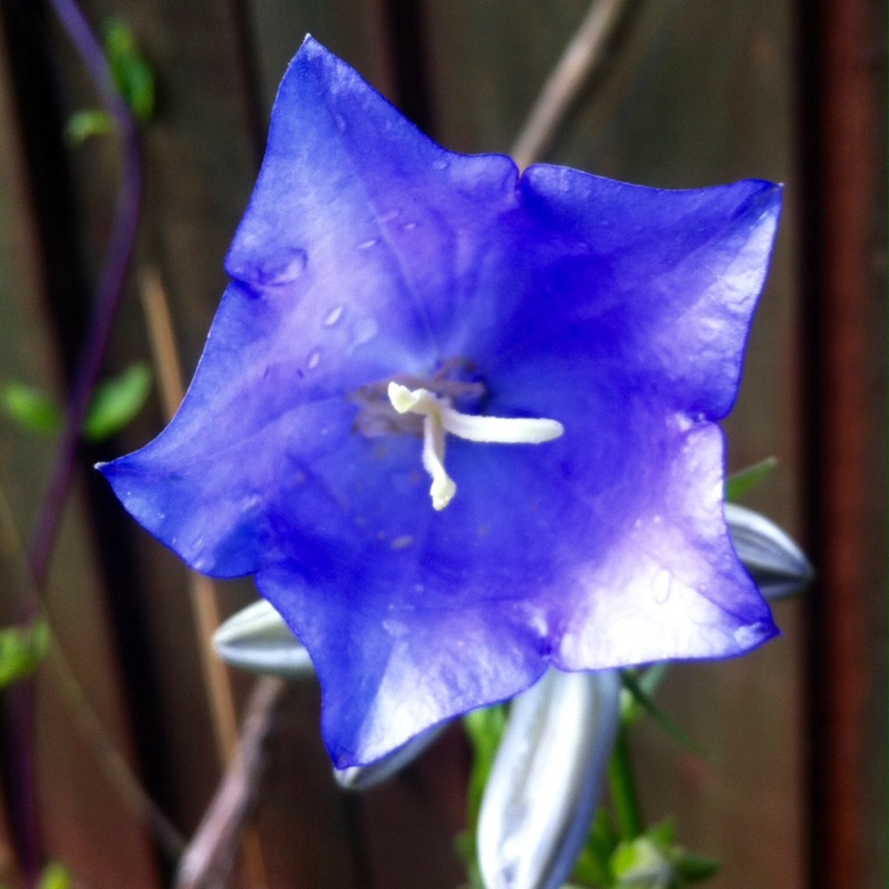 Bellflower Telham Beauty in the GardenTags plant encyclopedia