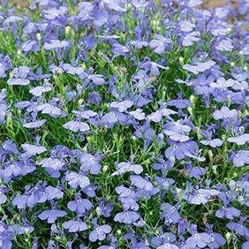 Lobelia Cambridge Blue in the GardenTags plant encyclopedia