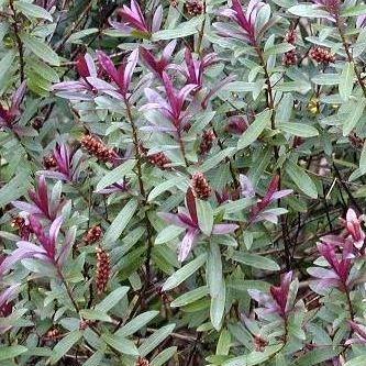 Shrubby Veronica  Caledonia in the GardenTags plant encyclopedia