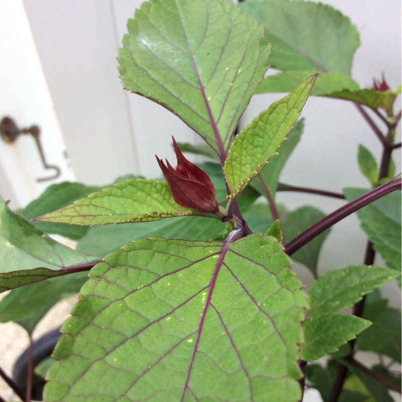 Salvia Wendys Wish in the GardenTags plant encyclopedia