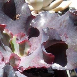 Echeveria Black Opal in the GardenTags plant encyclopedia