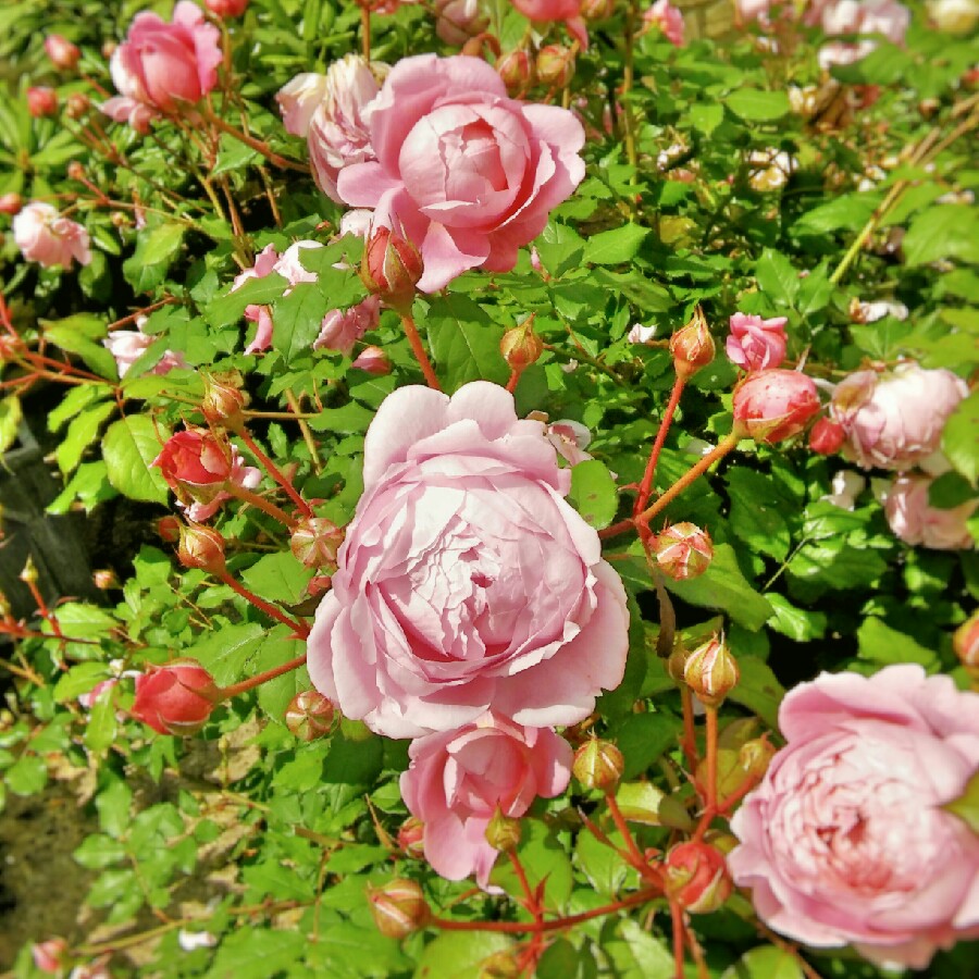 Rose Alan Titchmarsh (Shrub) in the GardenTags plant encyclopedia