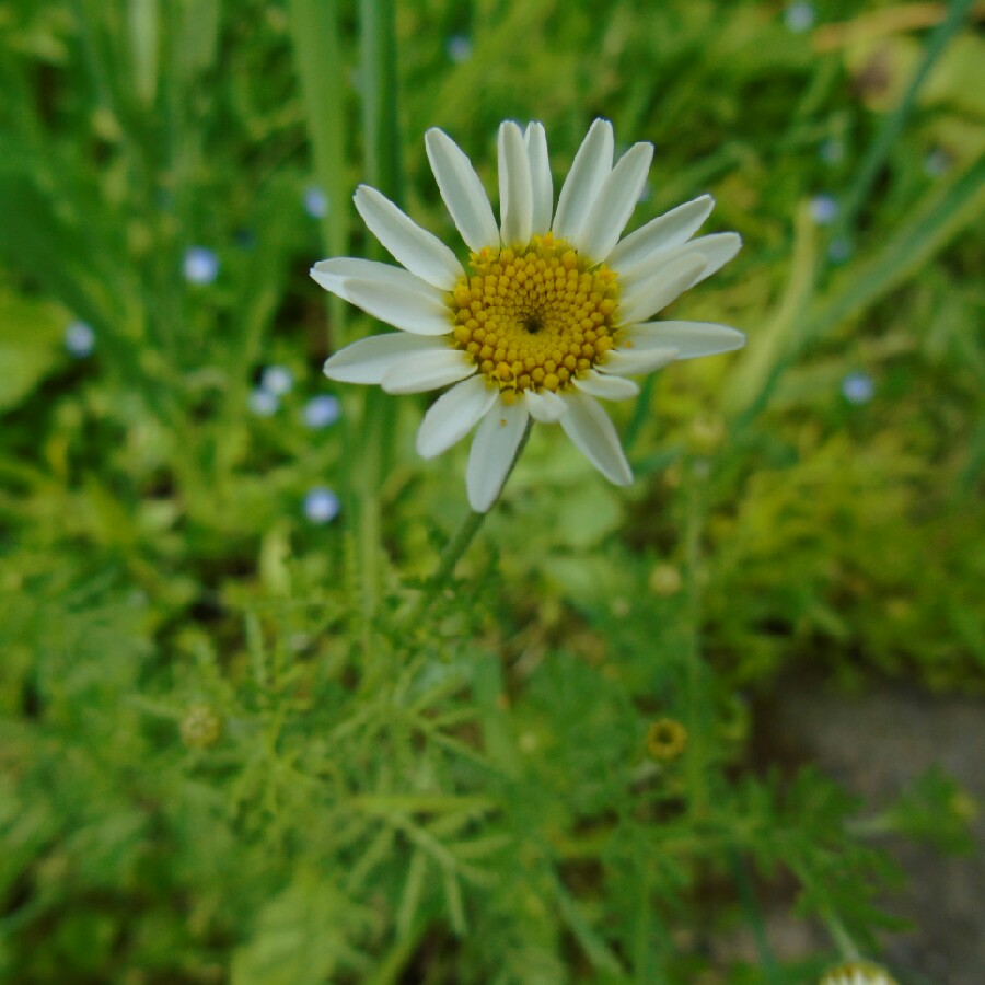 Corn Chamomile in the GardenTags plant encyclopedia