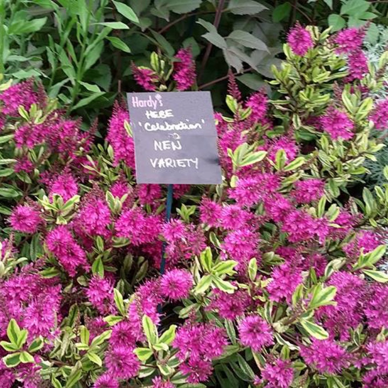 Shrubby Veronica  Celebration in the GardenTags plant encyclopedia