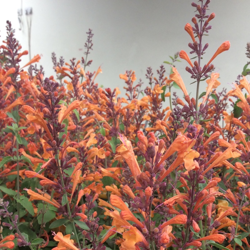 Giant Hyssop in the GardenTags plant encyclopedia