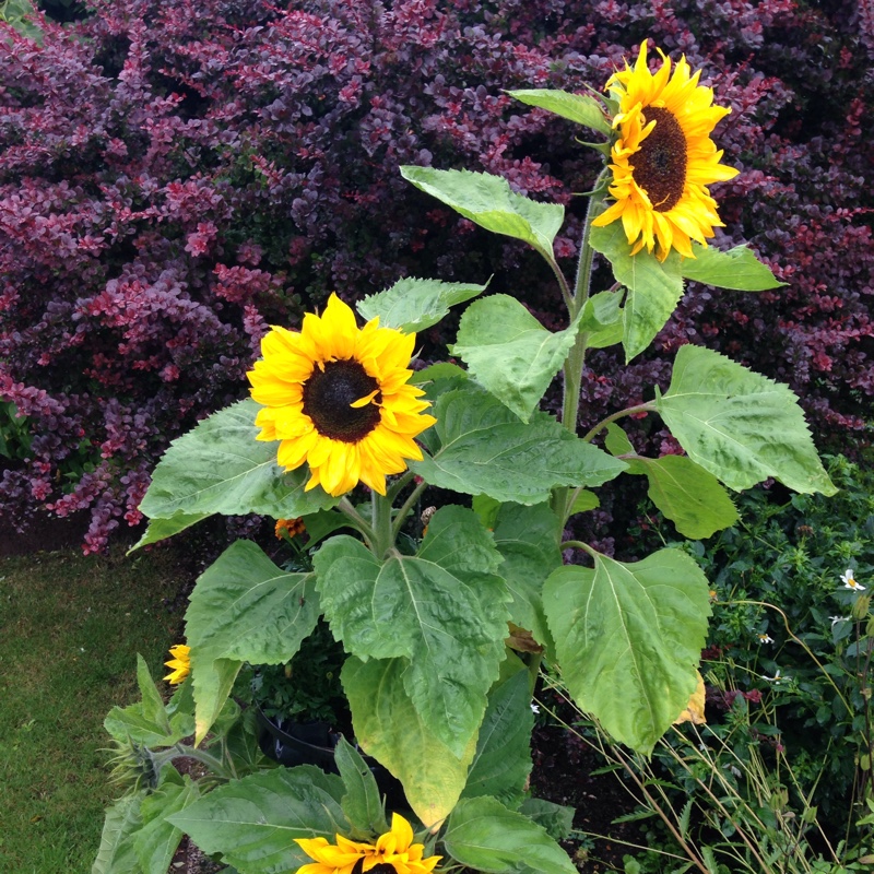 Sunflower Little Dorrit in the GardenTags plant encyclopedia