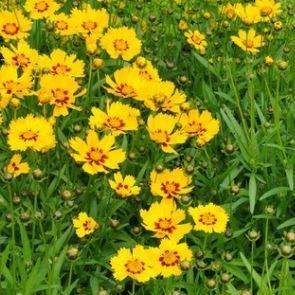 Tickseed Baby Sun in the GardenTags plant encyclopedia