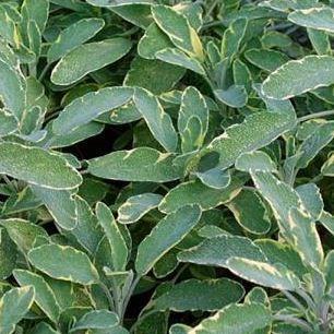 Garden Sage Icterina in the GardenTags plant encyclopedia