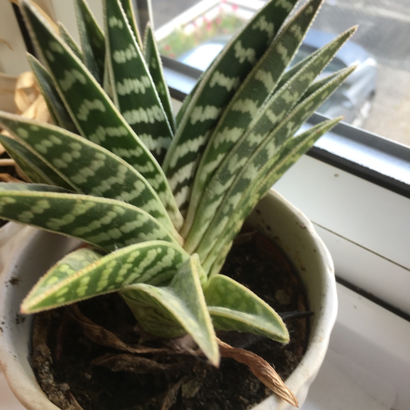 Aloe Partridge Breast in the GardenTags plant encyclopedia