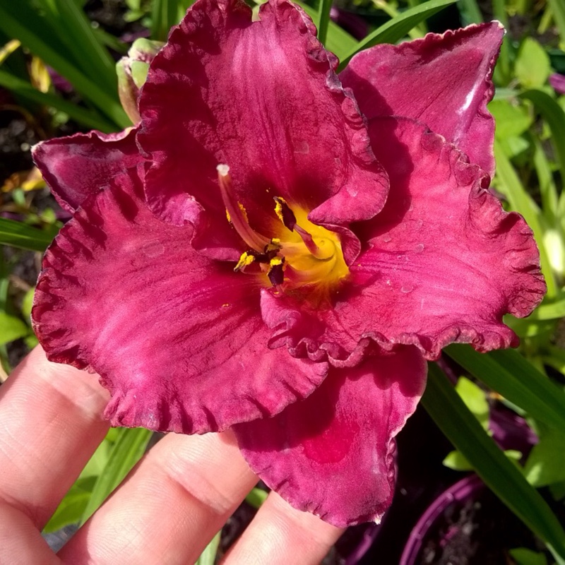 Daylily Berrylicious in the GardenTags plant encyclopedia