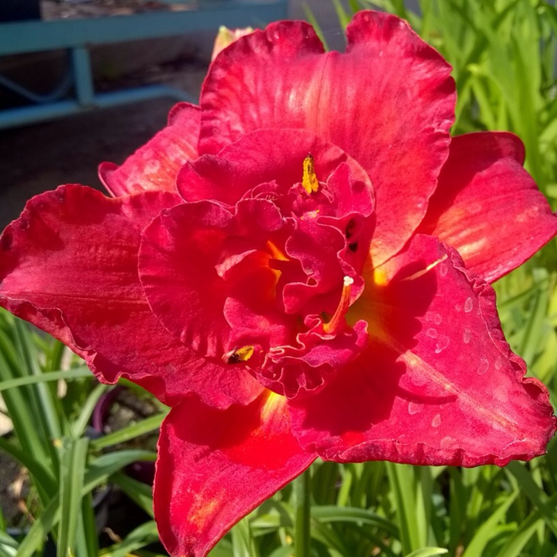 Daylily Moses Fire in the GardenTags plant encyclopedia