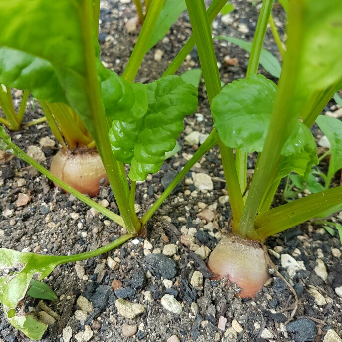 Beetroot Boldor in the GardenTags plant encyclopedia