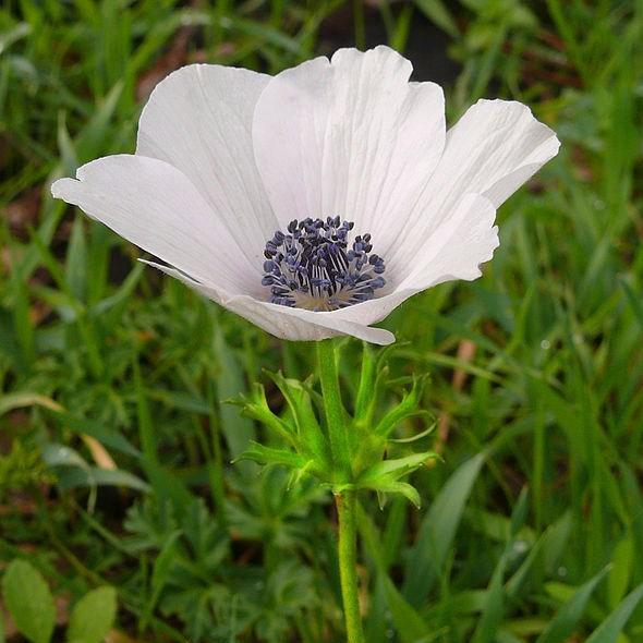 Poppy Flowered Anemone St Brigid (Mix) in the GardenTags plant encyclopedia