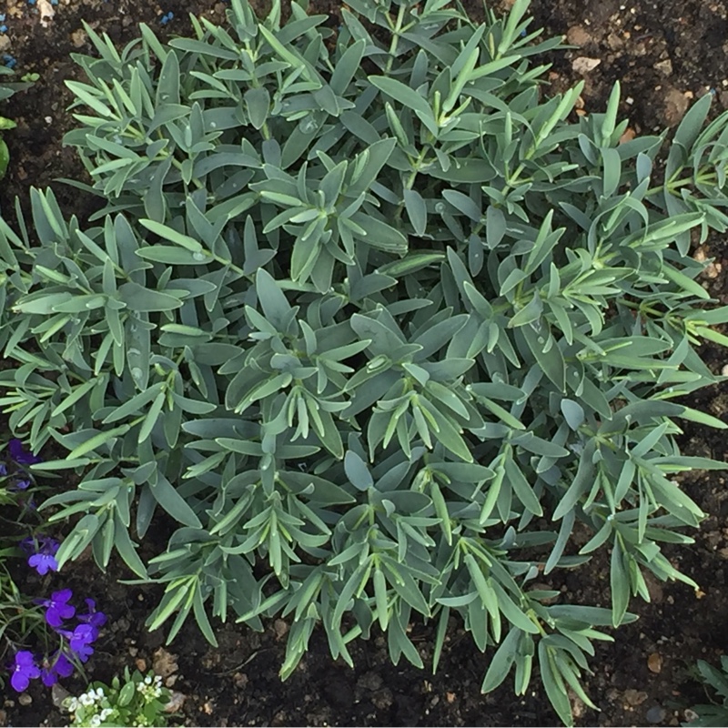 Shrubby Veronica  Blue Star in the GardenTags plant encyclopedia