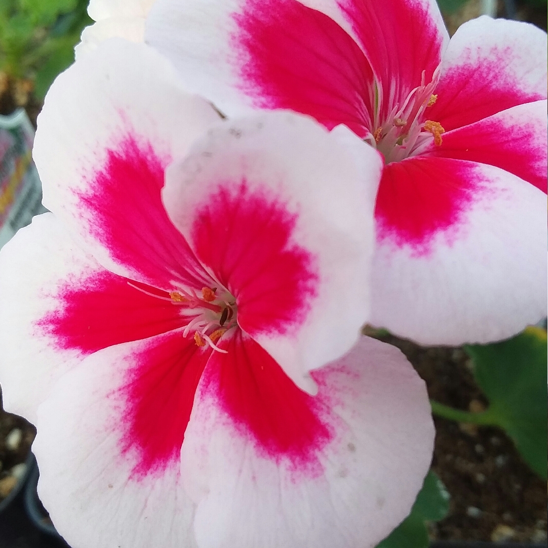 Pelargonium Americana White Splash (Zonal) in the GardenTags plant encyclopedia