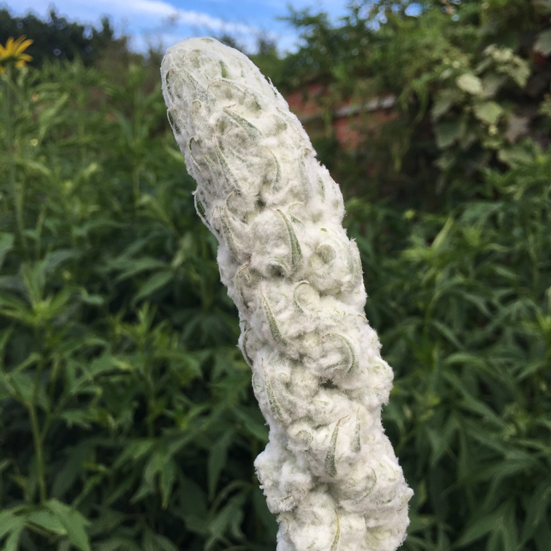 Giant Silver Mullein in the GardenTags plant encyclopedia