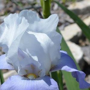 Bearded Iris Whole Cloth (Tall) in the GardenTags plant encyclopedia