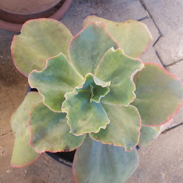 Echeveria Barbillion in the GardenTags plant encyclopedia