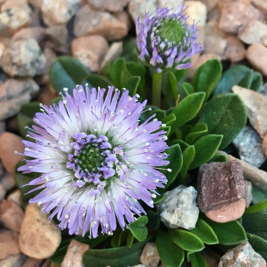 Heart-leaved Globe Daisy in the GardenTags plant encyclopedia