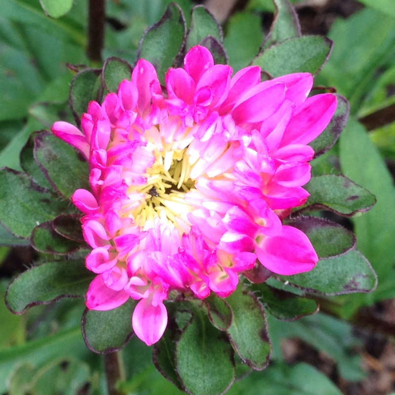 Aster Colour Carpet in the GardenTags plant encyclopedia