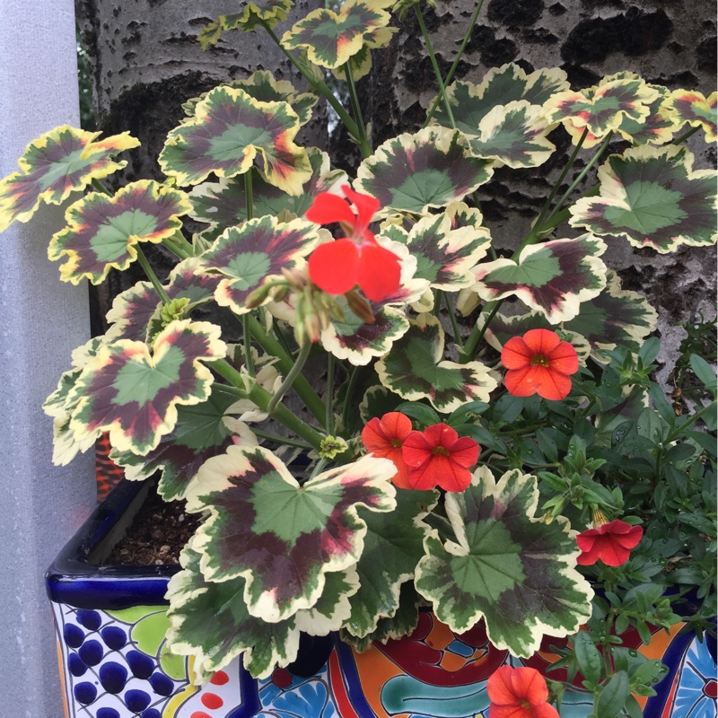 Pelargonium Mrs Pollock (Zonal Variegated) in the GardenTags plant encyclopedia