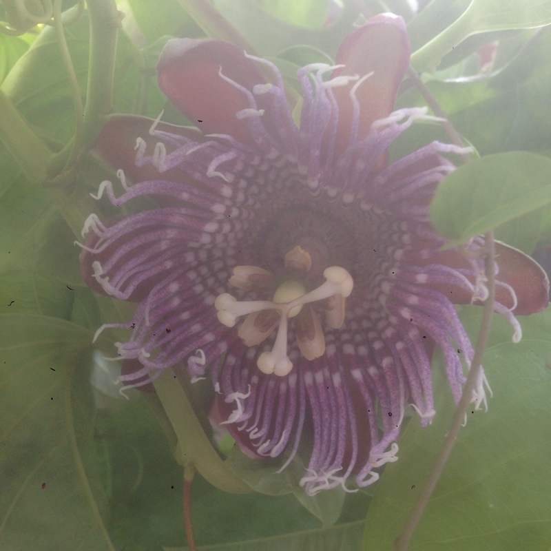 Passion Flower in the GardenTags plant encyclopedia