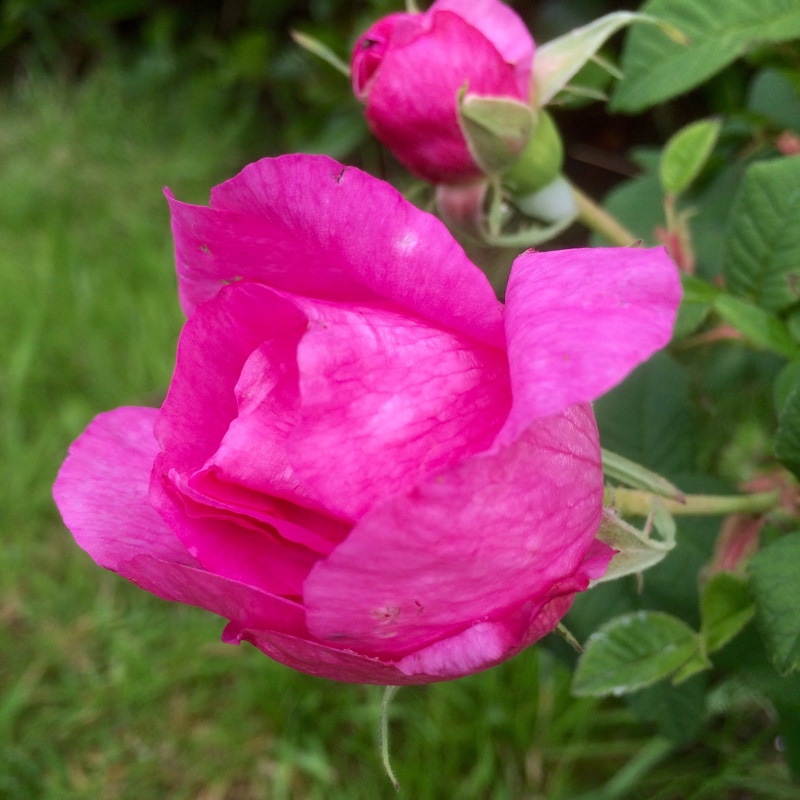 Old Rose Empress Josephine in the GardenTags plant encyclopedia