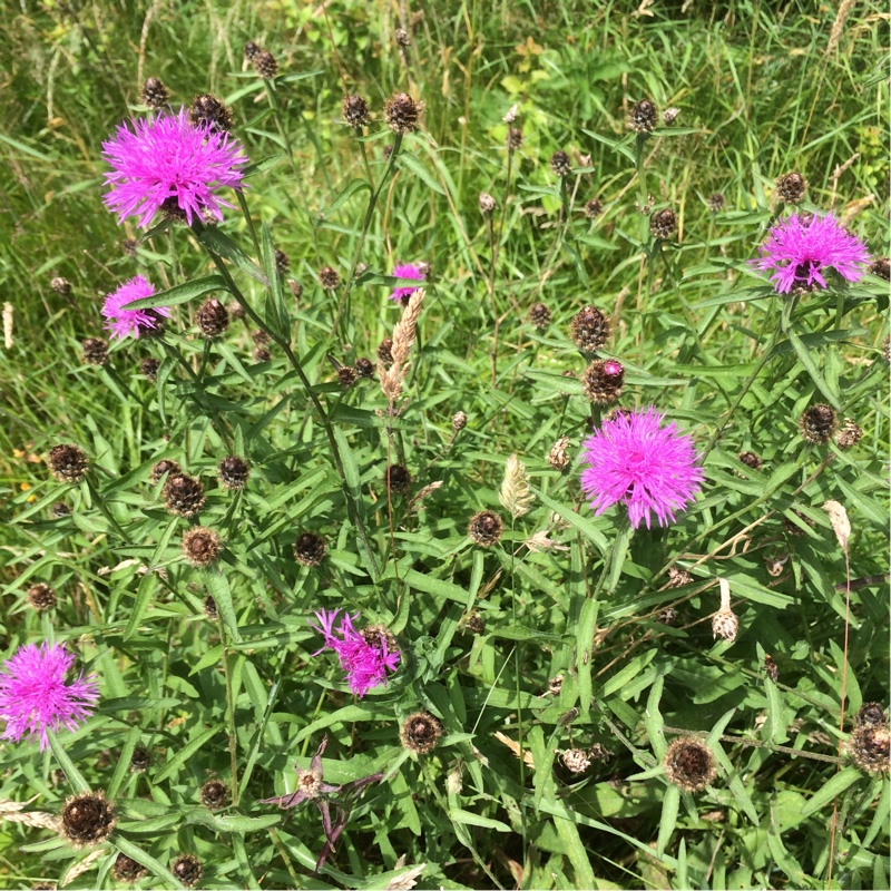 Chalk Knapweed in the GardenTags plant encyclopedia