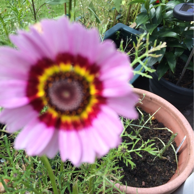 Rainbow Chrysanthemum in the GardenTags plant encyclopedia