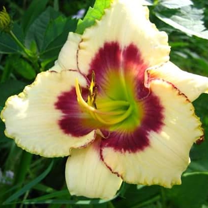 Daylily Ole Ole in the GardenTags plant encyclopedia