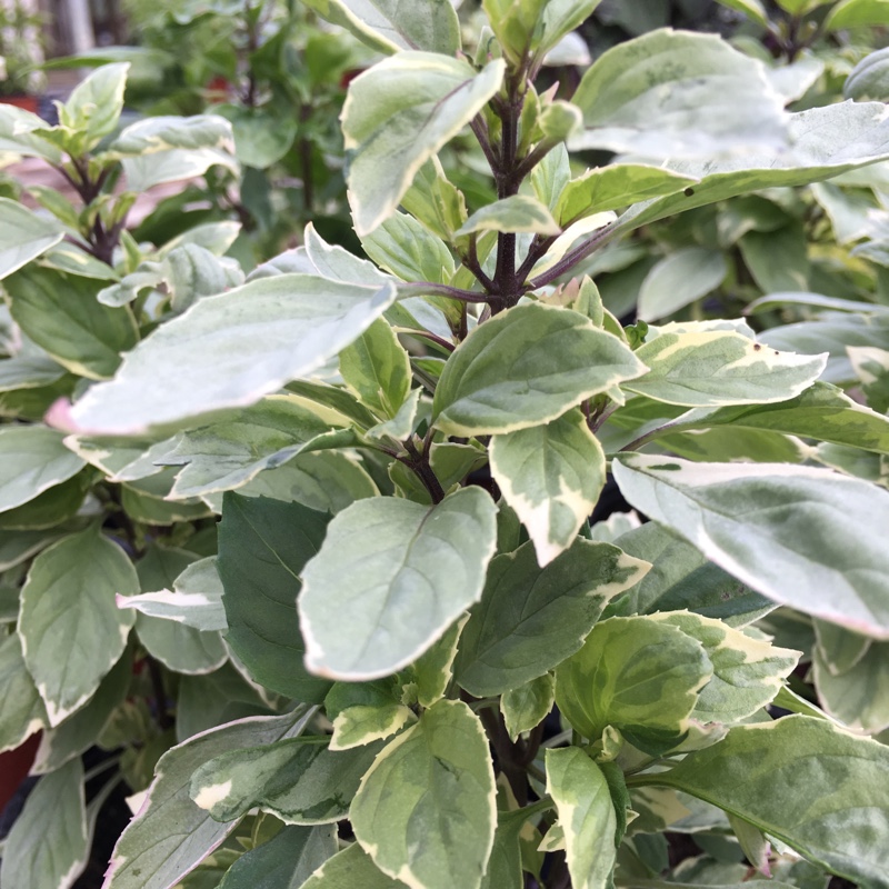 Lemon Basil Perpetuo in the GardenTags plant encyclopedia