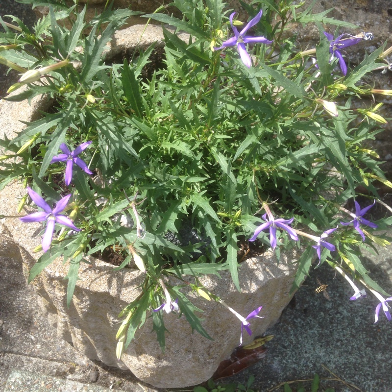 Blue Star Creeper in the GardenTags plant encyclopedia