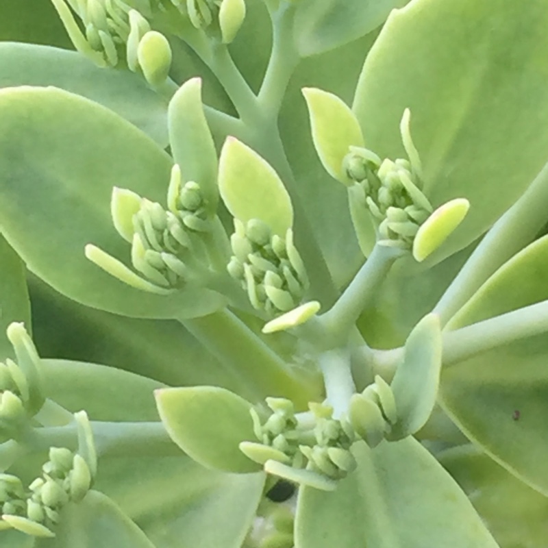 Stonecrop Brilliant in the GardenTags plant encyclopedia