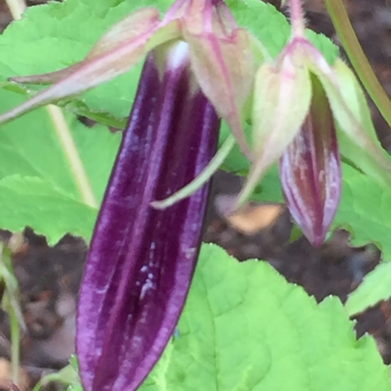 Bell Flower Iridescent Bells in the GardenTags plant encyclopedia