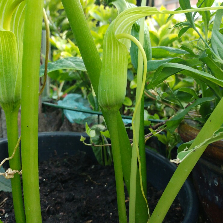 Himalayan Cobra Lily in the GardenTags plant encyclopedia