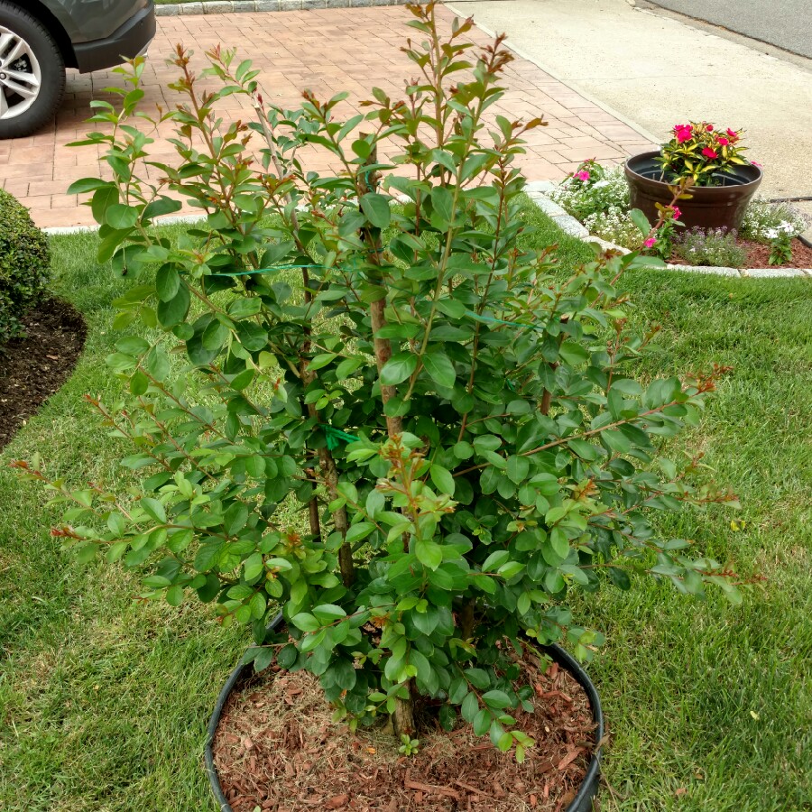 Crepe Myrtle Twilight in the GardenTags plant encyclopedia