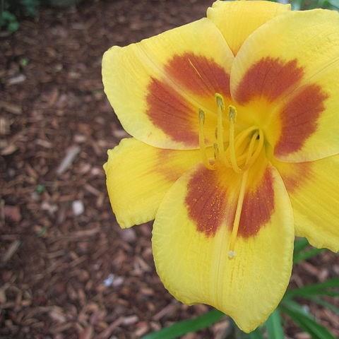 Daylily Black-Eyed Stella in the GardenTags plant encyclopedia