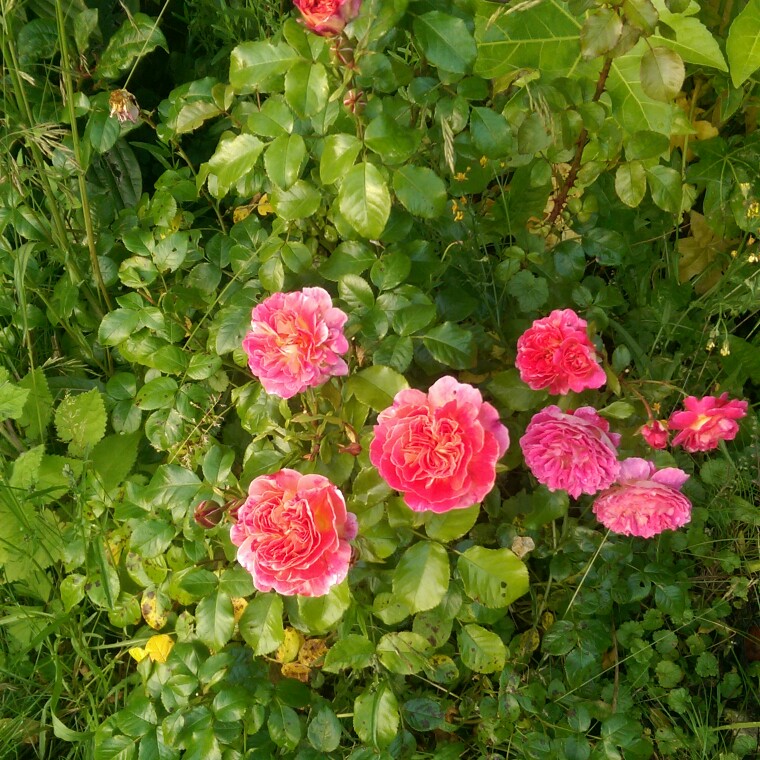 Floribunda Rose Special Grandma in the GardenTags plant encyclopedia